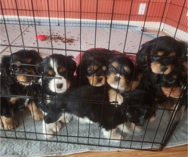 Medium Photo #1 Aussalier Puppy For Sale in ATHOL, ID, USA