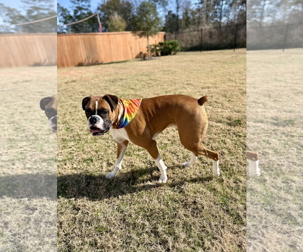 Medium Photo #2 Boxer Puppy For Sale in  Katy, TX, USA
