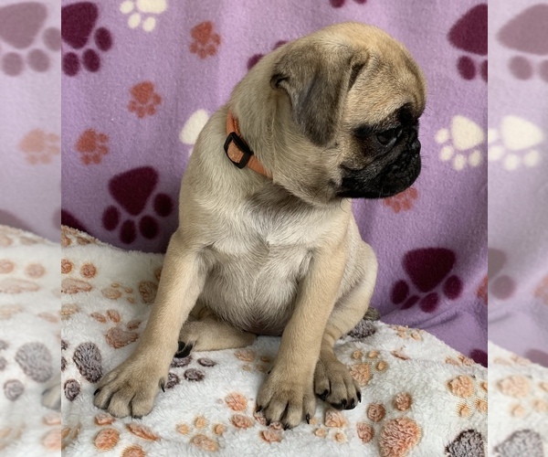 Medium Photo #4 Pug Puppy For Sale in CHATTANOOGA, TN, USA