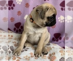 Small Photo #4 Pug Puppy For Sale in CHATTANOOGA, TN, USA