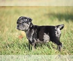 Small #3 Pug