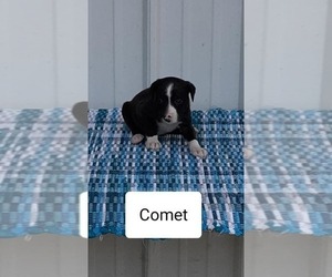 Mountain Cur Puppy for sale in CLARKRANGE, TN, USA