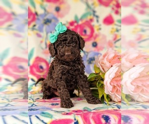 Medium Poodle (Miniature)