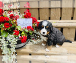 Puppy Babette Bernese Mountain Dog