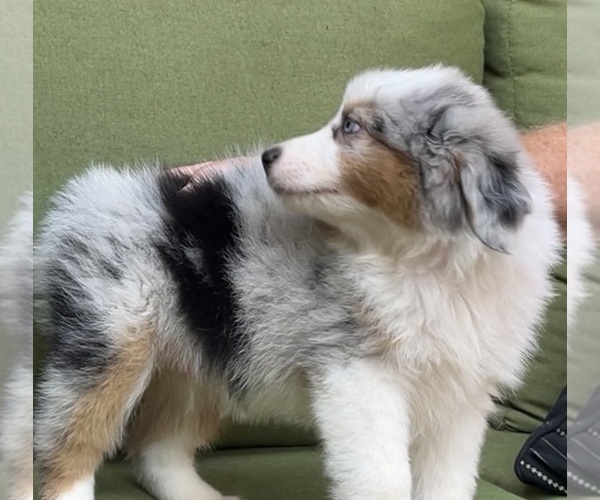Medium Photo #55 Miniature Australian Shepherd Puppy For Sale in LA CANADA FLINTRIDGE, CA, USA