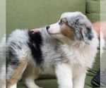 Small Photo #55 Miniature Australian Shepherd Puppy For Sale in LA CANADA FLINTRIDGE, CA, USA