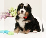 Small Photo #1 Bernese Mountain Dog Puppy For Sale in COATESVILLE, PA, USA