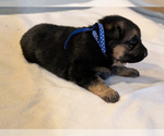 Small #2 German Shepherd Dog