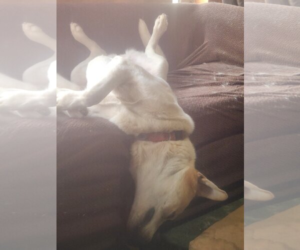 Medium Photo #7 Great Pyrenees-Unknown Mix Puppy For Sale in Spring, TX, USA