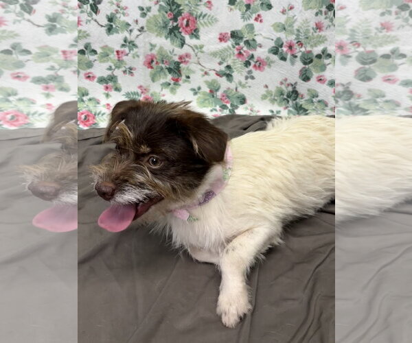 Medium Photo #2 Shih Tzu-Unknown Mix Puppy For Sale in Wetumpka, AL, USA
