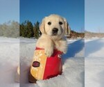 Puppy 5 Golden Retriever