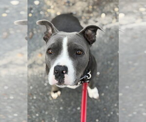Princess - Female Mutt Dog for Adoption - Photo #3