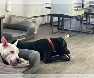 Knox - Male Borador Dog for Adoption - Photo #5