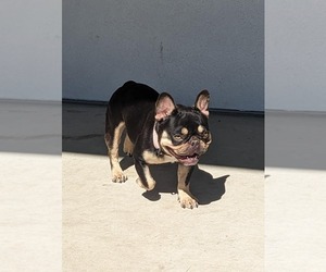 French Bulldog Puppy for sale in NAMPA, ID, USA