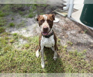 Pointer-Unknown Mix Dogs for adoption in St. Cloud, FL, USA