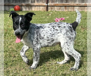Cornbread - Male Mutt Dog for Adoption