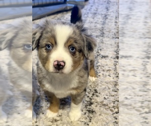 Miniature Australian Shepherd Dog for Adoption in SAINT CLOUD, Minnesota USA
