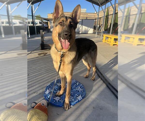 Medium Photo #4 German Shepherd Dog-Unknown Mix Puppy For Sale in Elk Grove, CA, USA