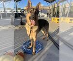 Small #3 German Shepherd Dog Mix