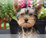 Small #2 Yorkshire Terrier