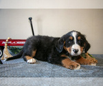 Small #2 Bernese Mountain Dog