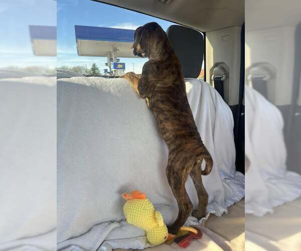 Medium Photo #2 Mountain Cur-Unknown Mix Puppy For Sale in Mount Laurel, NJ, USA