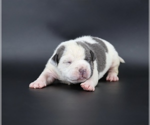 American Bully Puppy for sale in CHAMPAIGN, IL, USA