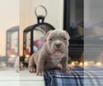 Small Photo #2 American Bully Puppy For Sale in STOCKTON, CA, USA
