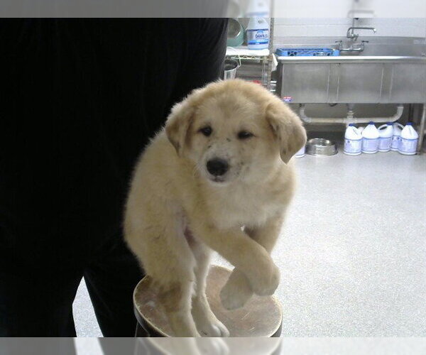 Medium Photo #1 German Shepherd Dog-Unknown Mix Puppy For Sale in Pasadena, TX, USA