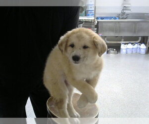 German Shepherd Dog-Unknown Mix Dogs for adoption in Pasadena, TX, USA