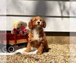 Small #2 Cavapoo