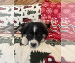 Small #8 Australian Shepherd