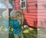 Small #6 Golden Retriever