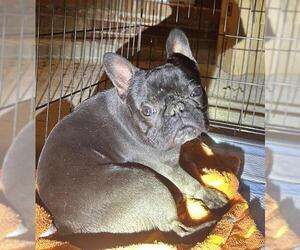 French Bulldog-Unknown Mix Dogs for adoption in San Antonio, TX, USA