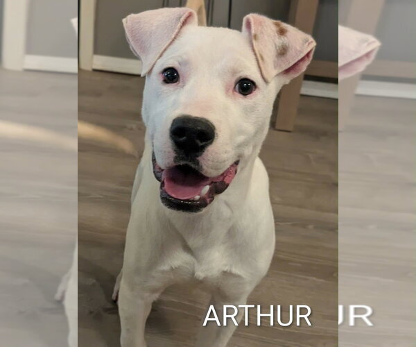 Medium Photo #7 Mutt Puppy For Sale in Boston, MA, USA