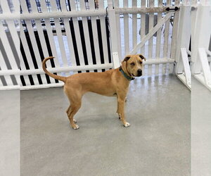 Kianna RDS - Female Labrador Retriever-Unknown Mix Dog for Adoption - Photo #8