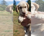 Small #5 Labrador Retriever
