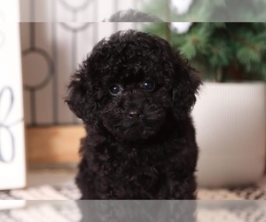 Poodle (Toy) Puppy for sale in NAPLES, FL, USA