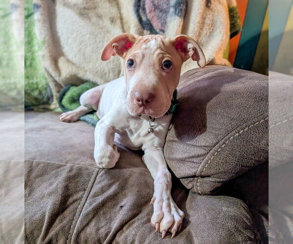 Medium Photo #8 Mutt Puppy For Sale in Vail, AZ, USA