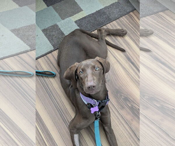 Medium Photo #3 German Shorthaired Lab Puppy For Sale in Fort Worth, TX, USA