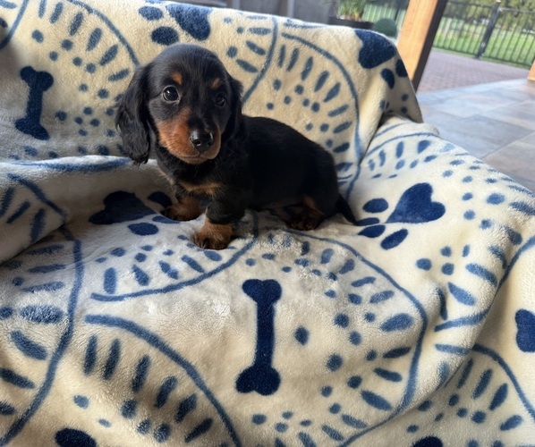 Medium Photo #1 Dachshund Puppy For Sale in WEBSTER, FL, USA