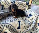 Image preview for Ad Listing. Nickname: Dixies cutie