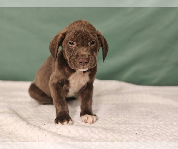 Medium Photo #4 Labrador Retriever-Unknown Mix Puppy For Sale in Royal Palm Beach, FL, USA
