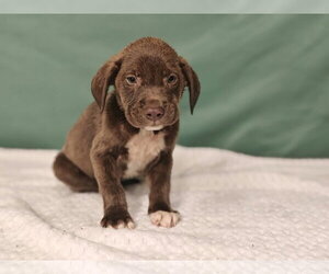 Haven - Female Labrador Retriever-Unknown Mix Dog for Adoption - Photo #4
