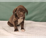 Small Photo #4 Labrador Retriever-Unknown Mix Puppy For Sale in Royal Palm Beach, FL, USA