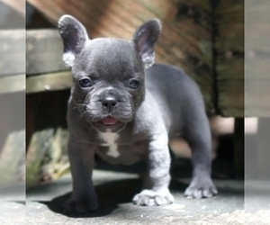 French Bulldog Puppy for sale in JEFFERSON CITY, MO, USA