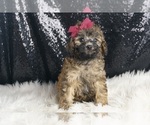 Puppy 13 Poodle (Miniature)