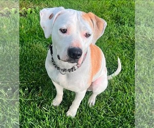 Mutt Dogs for adoption in Germantown, OH, USA