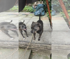 Father of the Staffordshire Bull Terrier puppies born on 07/28/2023
