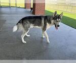 Small #1 Siberian Husky Mix